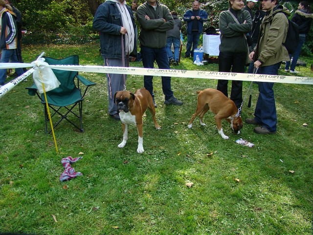 www.boxer-show.eu