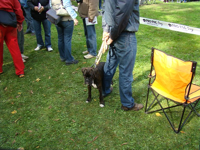 www.boxer-show.eu
