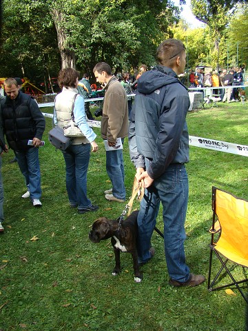 www.boxer-show.eu