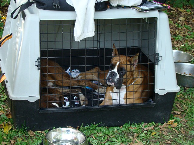www.boxer-show.eu