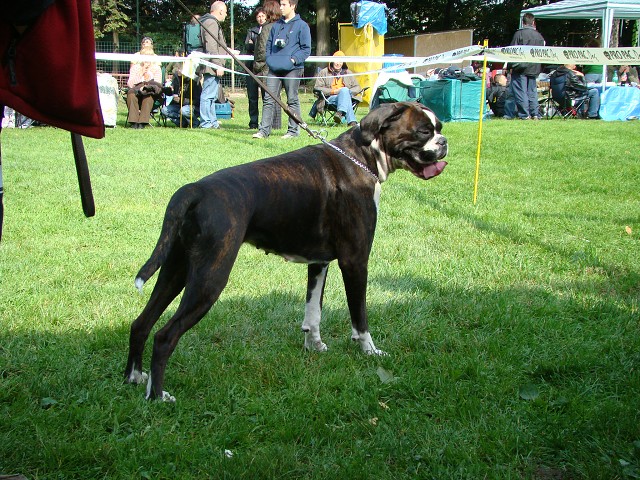 www.boxer-show.eu