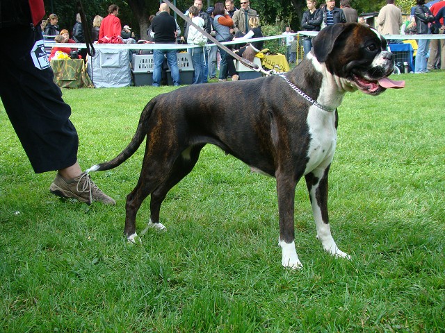 www.boxer-show.eu