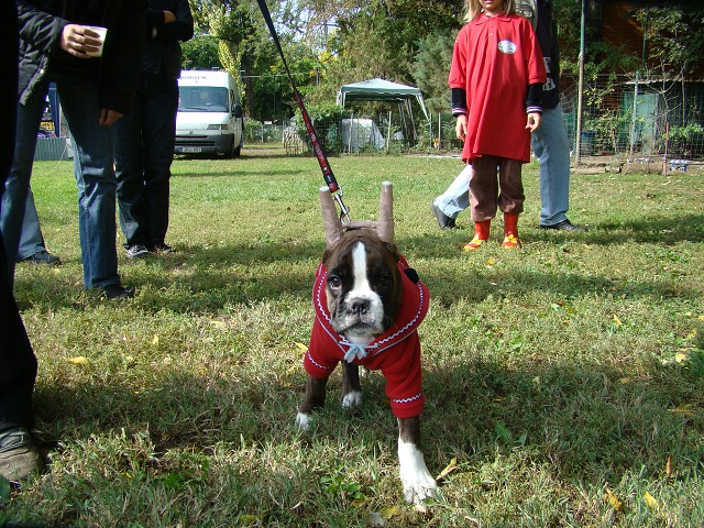 www.boxer-show.eu