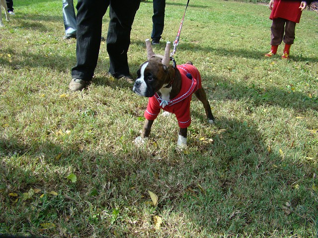 www.boxer-show.eu