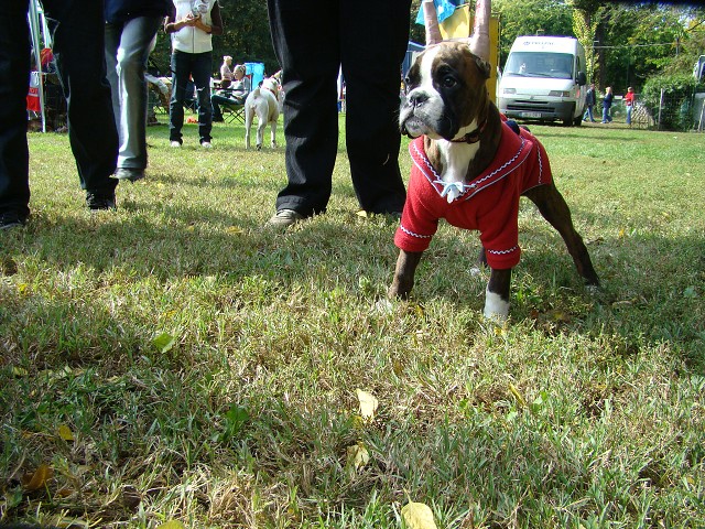 www.boxer-show.eu
