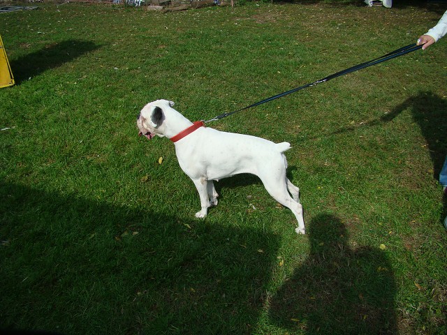 www.boxer-show.eu