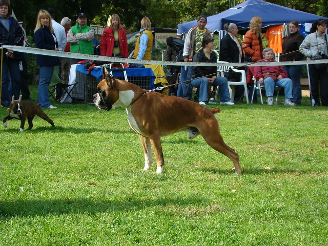 www.boxer-show.eu
