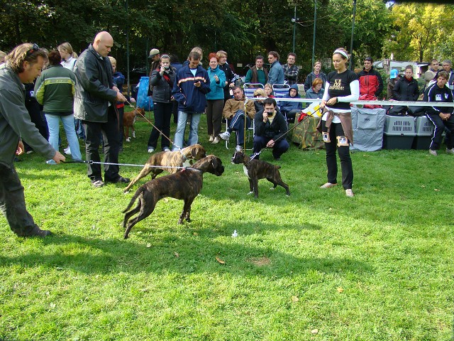 www.boxer-show.eu