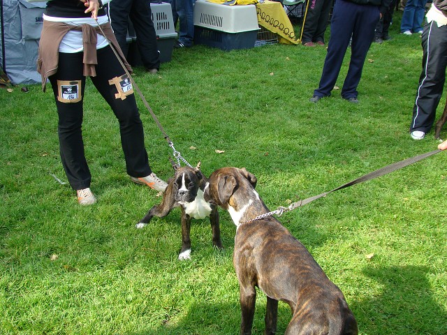 www.boxer-show.eu