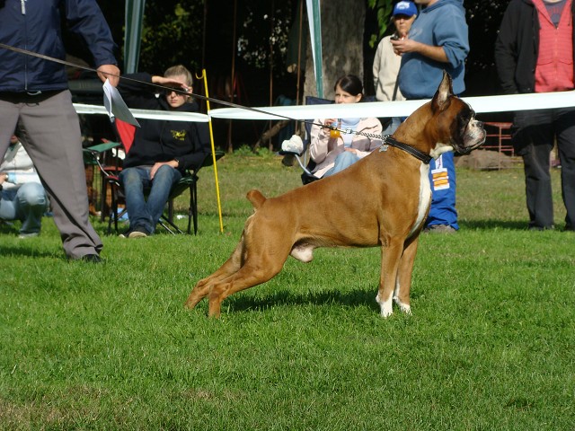 www.boxer-show.eu