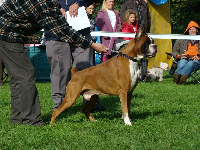 www.boxer-show.eu