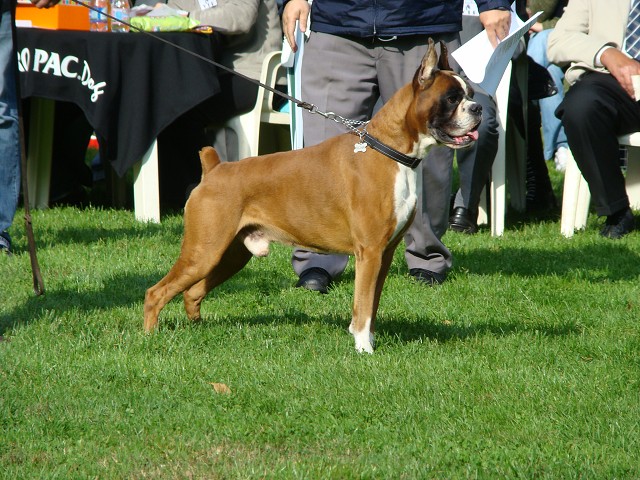 www.boxer-show.eu