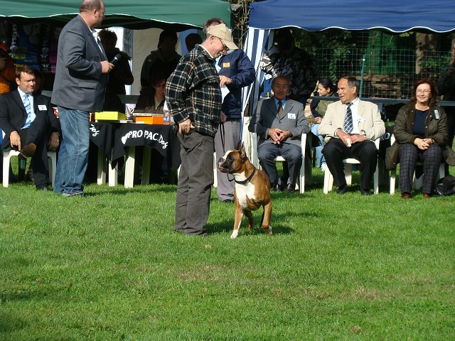 www.boxer-show.eu