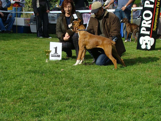 www.boxer-show.eu