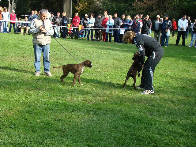 www.boxer-show.eu