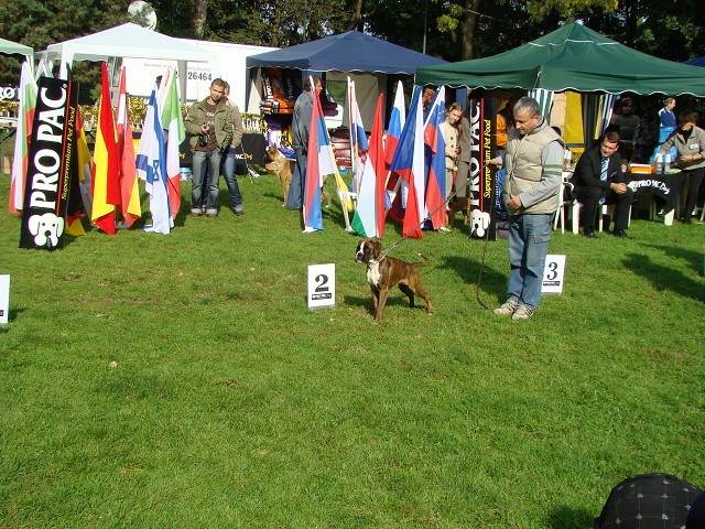 www.boxer-show.eu