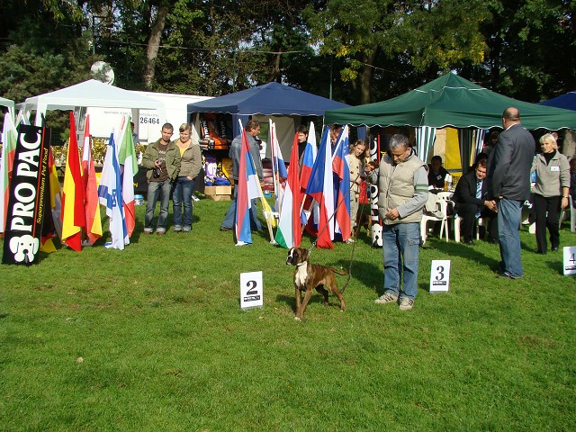 www.boxer-show.eu