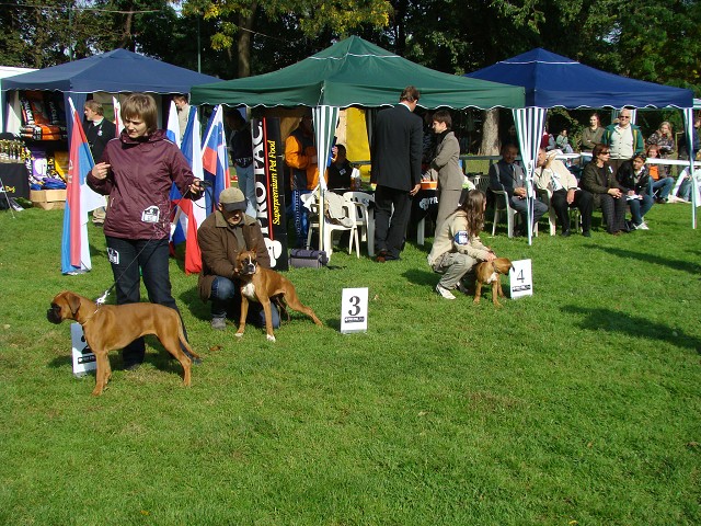 www.boxer-show.eu