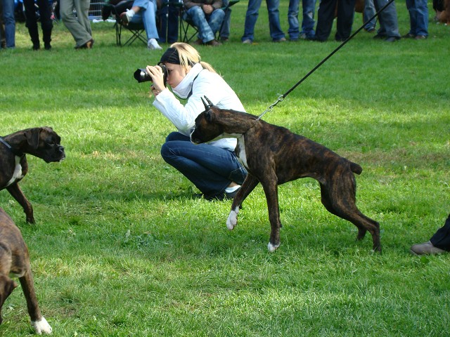 www.boxer-show.eu