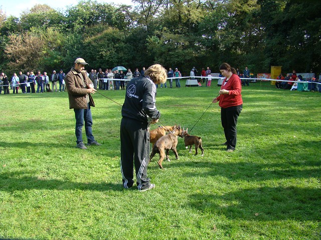 www.boxer-show.eu