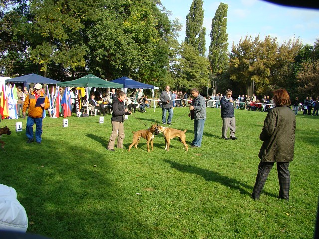 www.boxer-show.eu