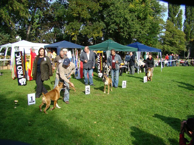 www.boxer-show.eu