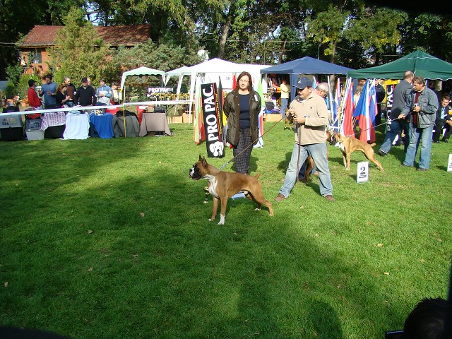 www.boxer-show.eu