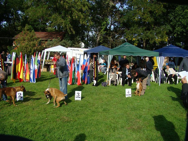 www.boxer-show.eu