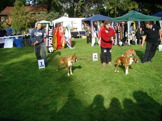 www.boxer-show.eu