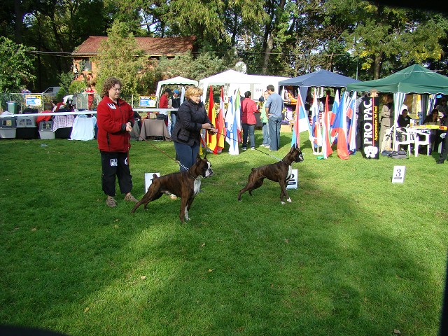 www.boxer-show.eu