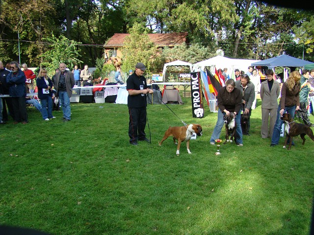 www.boxer-show.eu