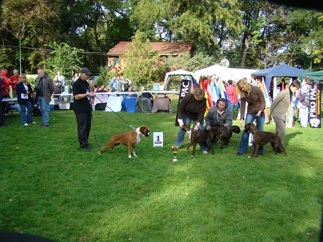 www.boxer-show.eu
