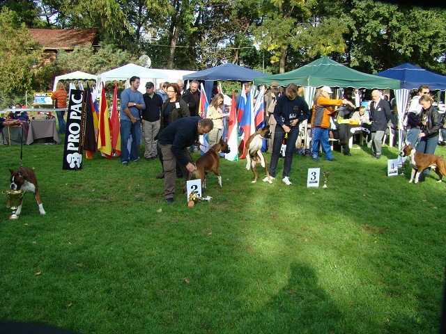 www.boxer-show.eu