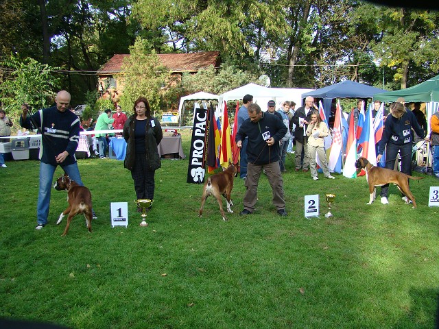 www.boxer-show.eu