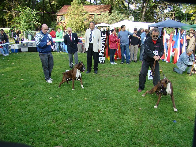 www.boxer-show.eu