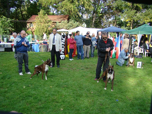 www.boxer-show.eu