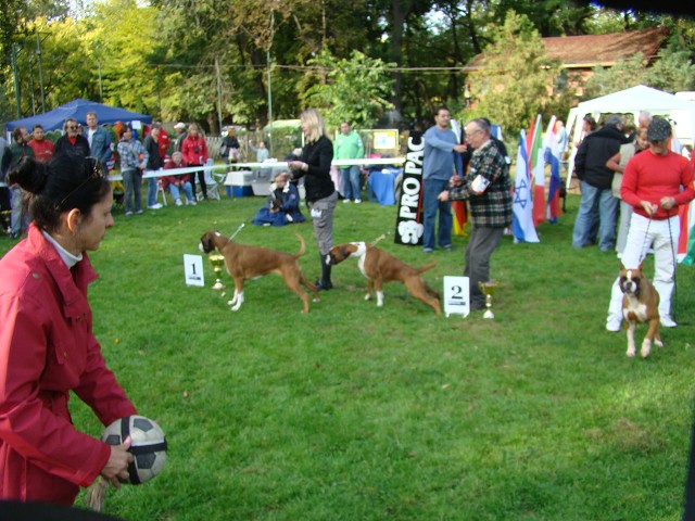 www.boxer-show.eu