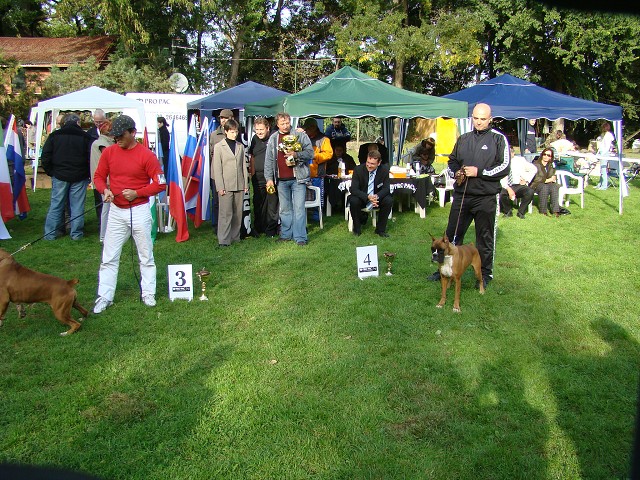 www.boxer-show.eu