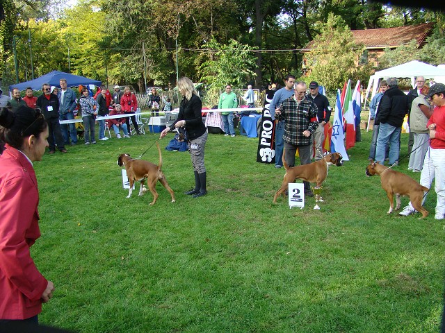 www.boxer-show.eu