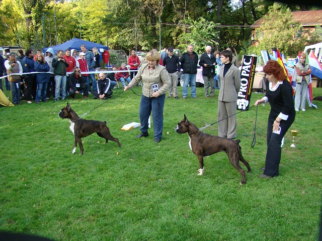 www.boxer-show.eu