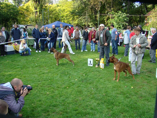 www.boxer-show.eu
