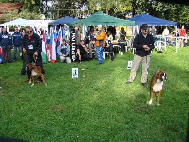 www.boxer-show.eu