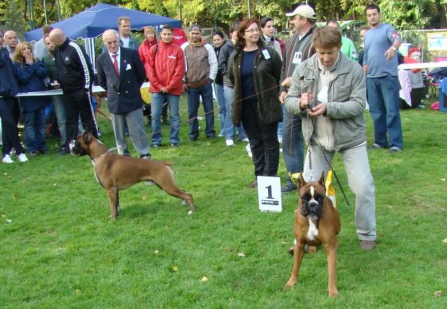 www.boxer-show.eu