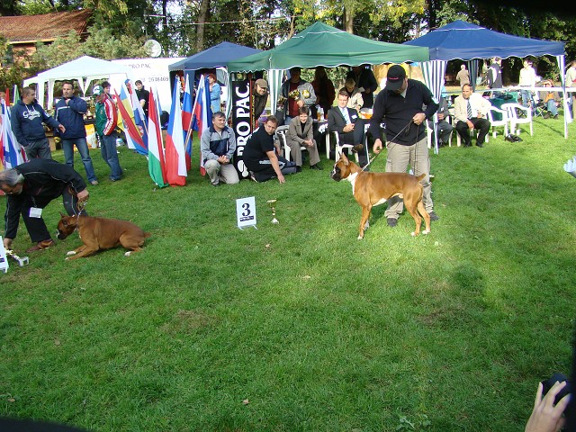 www.boxer-show.eu