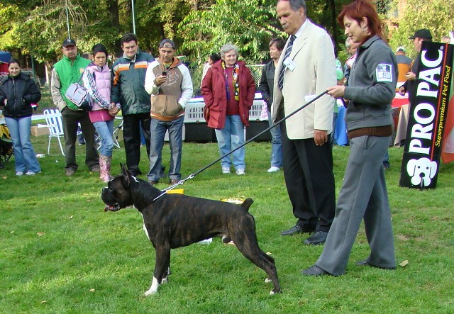 www.boxer-show.eu