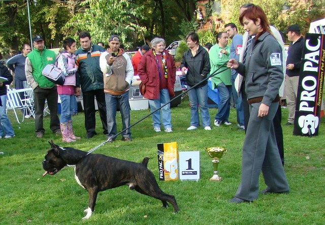 www.boxer-show.eu