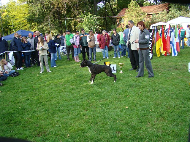 www.boxer-show.eu