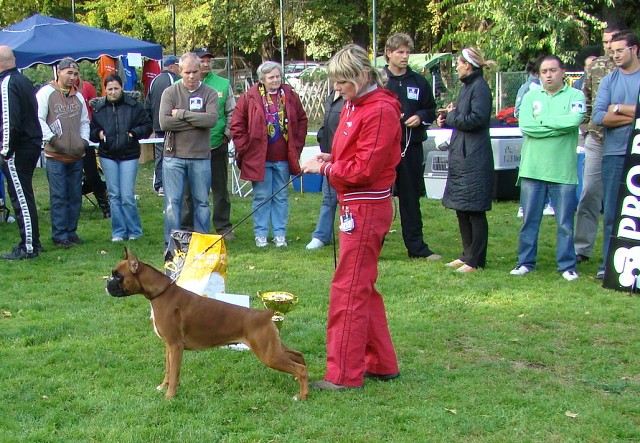 www.boxer-show.eu