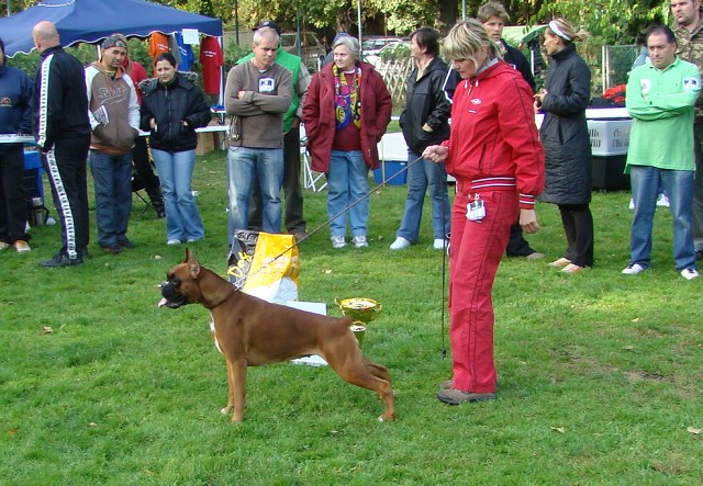 www.boxer-show.eu