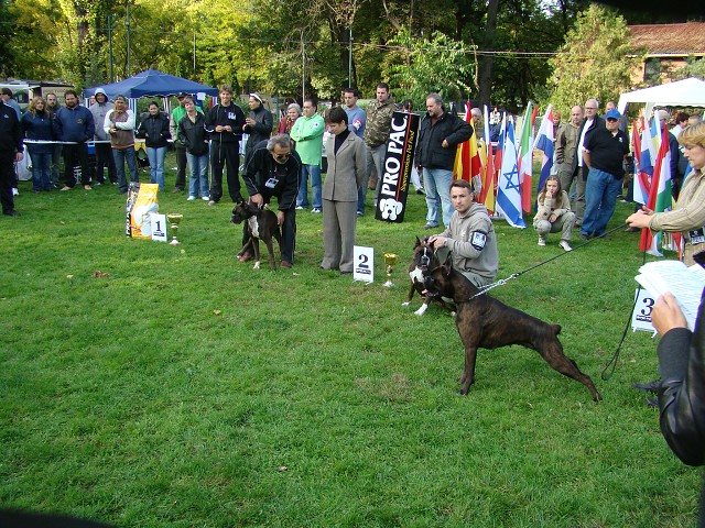www.boxer-show.eu